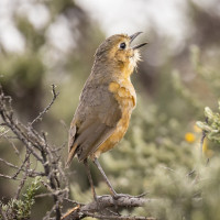 Tawny Antpitta